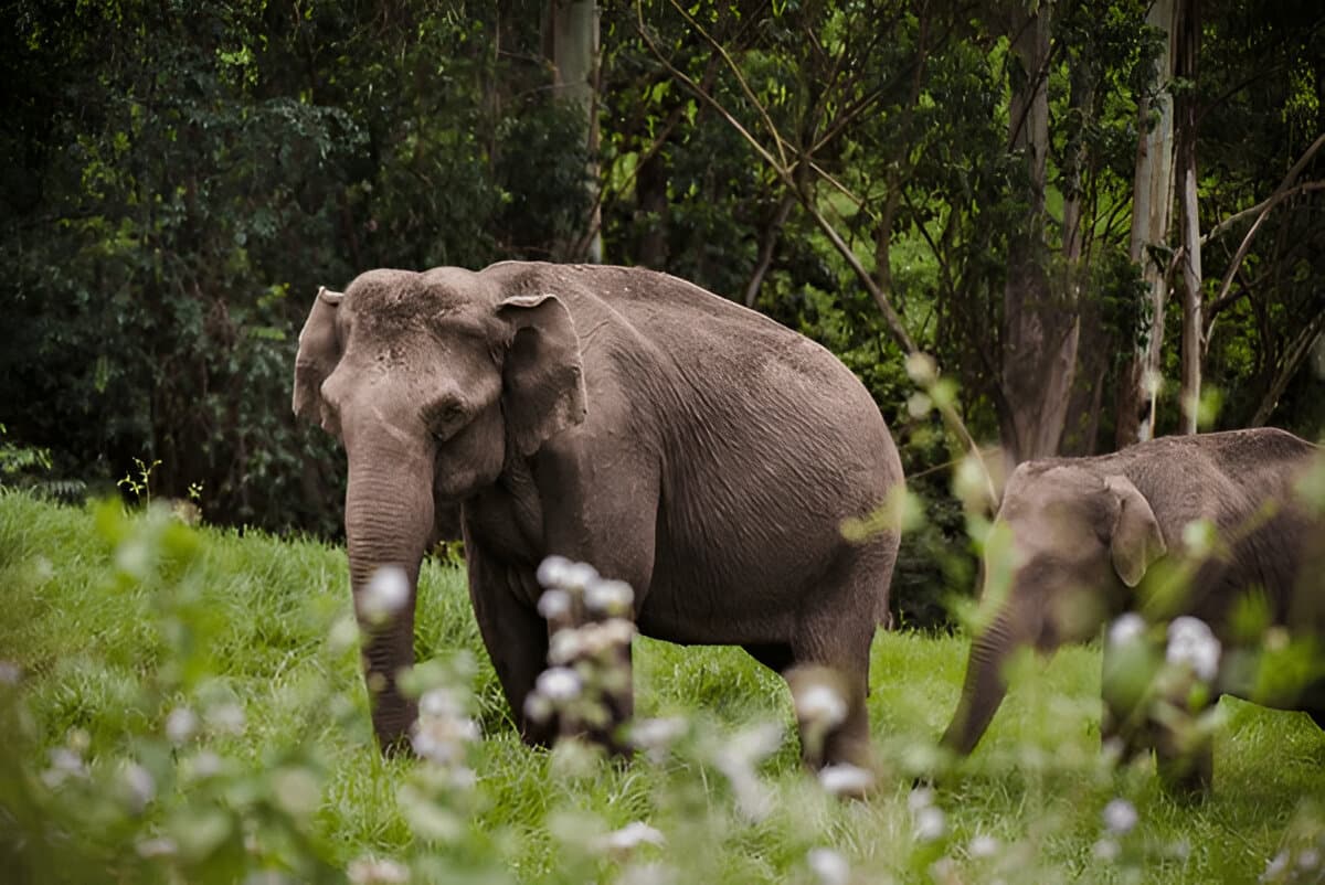 Periyar Wildlife