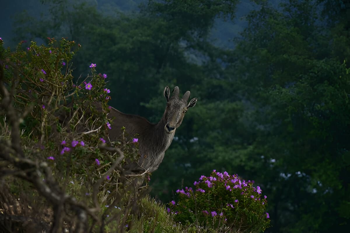 Neelakurinji flower