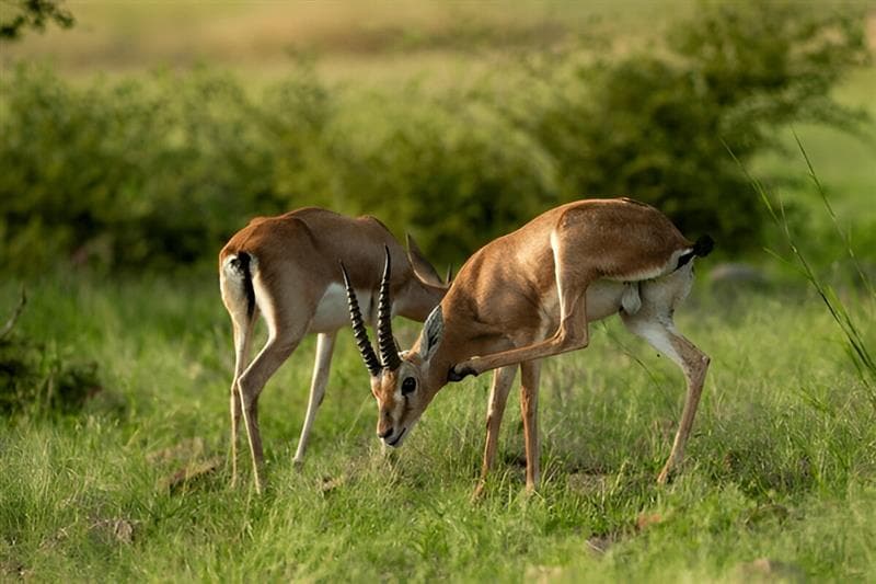 Ranthambore National Park