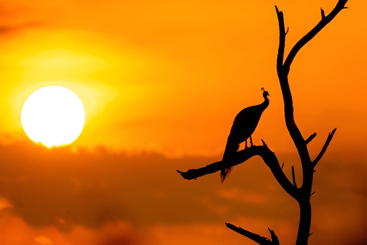 Keoladeo Ghana National Park