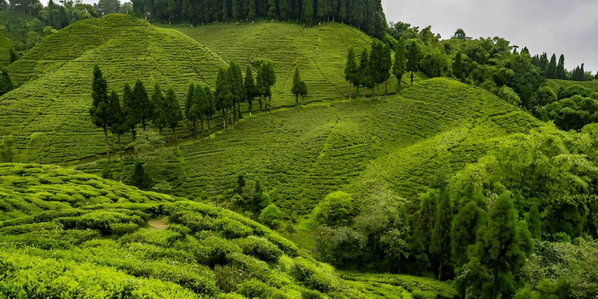 lush tea gardens Darjeeling