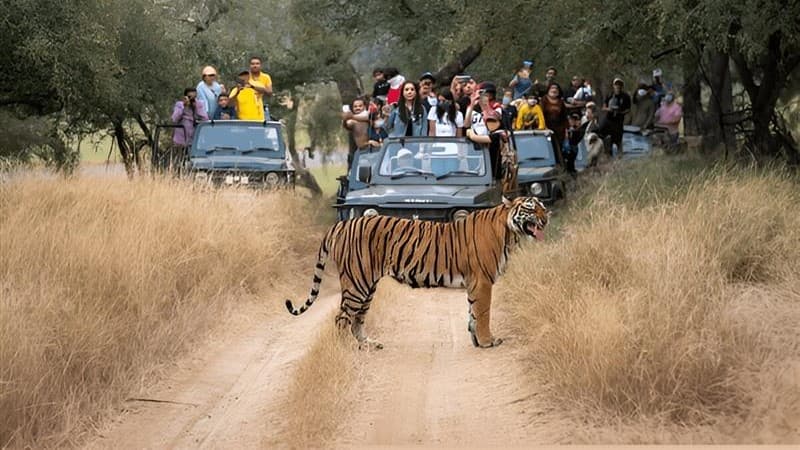 Ranthambore Safari