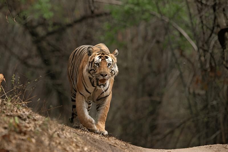 Bandhavgarh